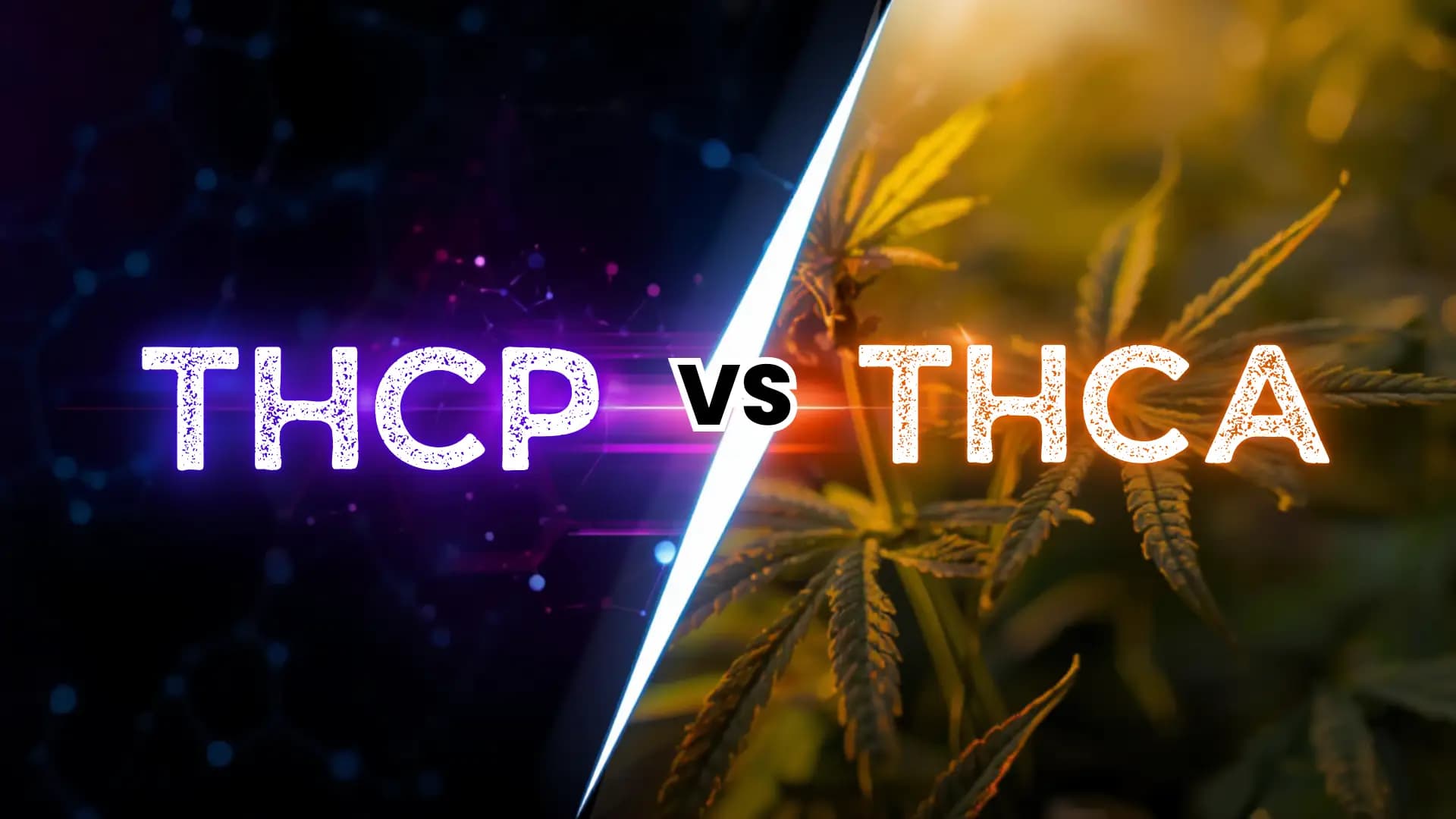 THCP vs THCA - Lost THC blog article